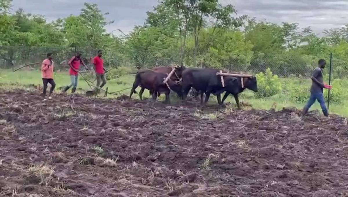 Oranje u Mwakapanduli